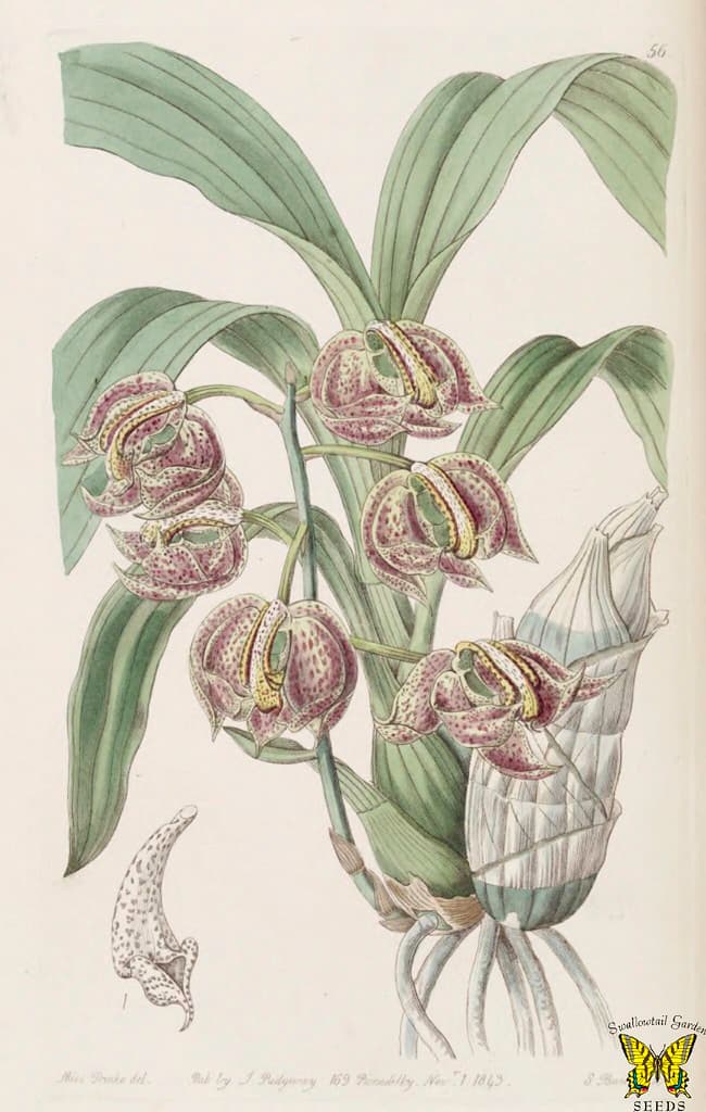 Annuals, botanical, botany