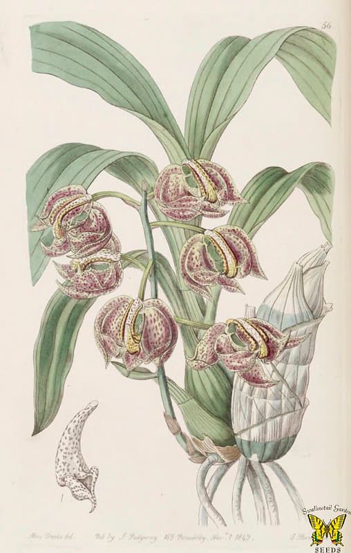 Annuals, botanical, botany