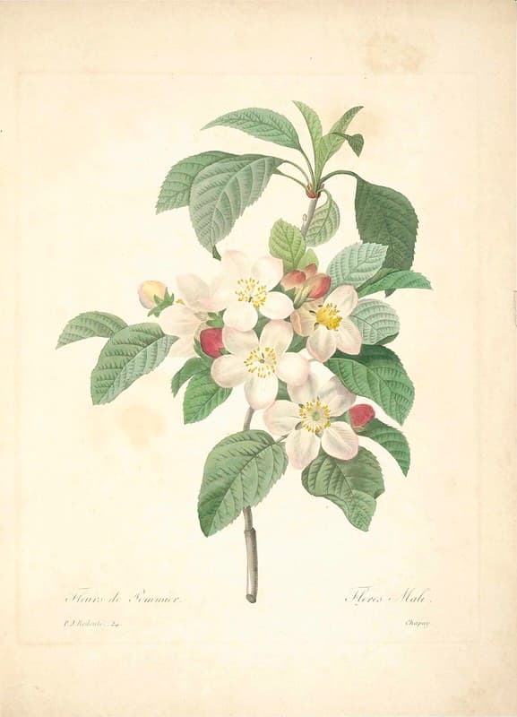 Apple, appleflowers, appletree