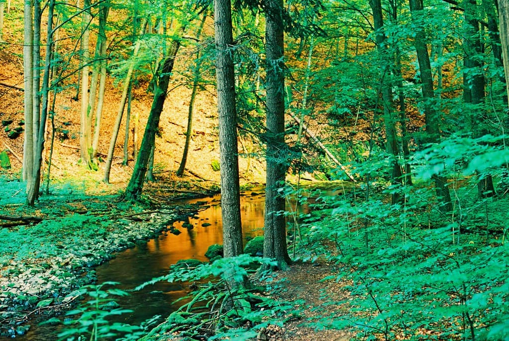 Canon EOS 30 - Magic Forest