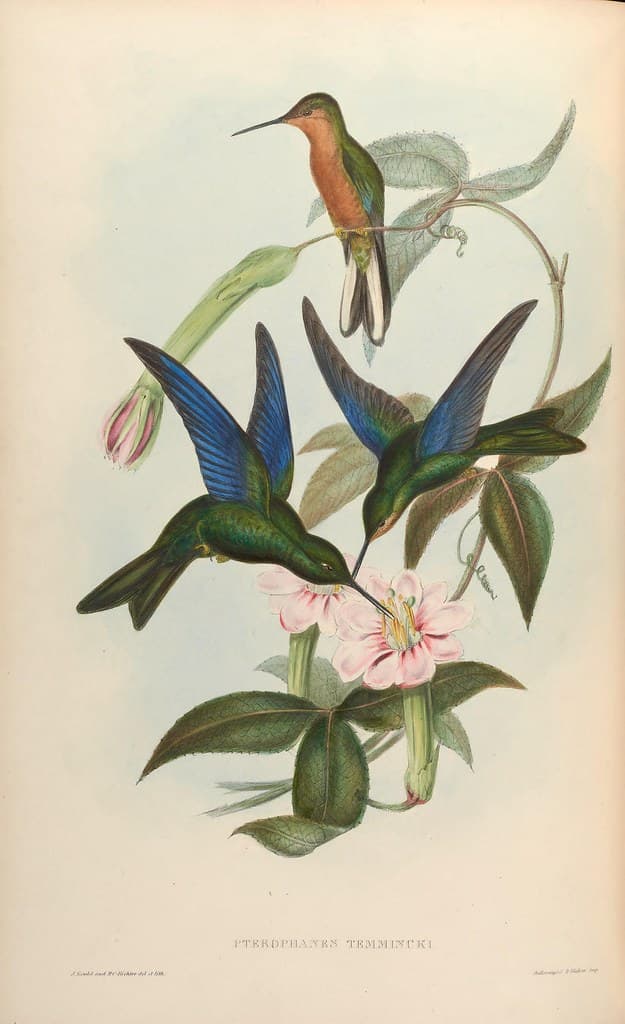 Botanical, botany, domain