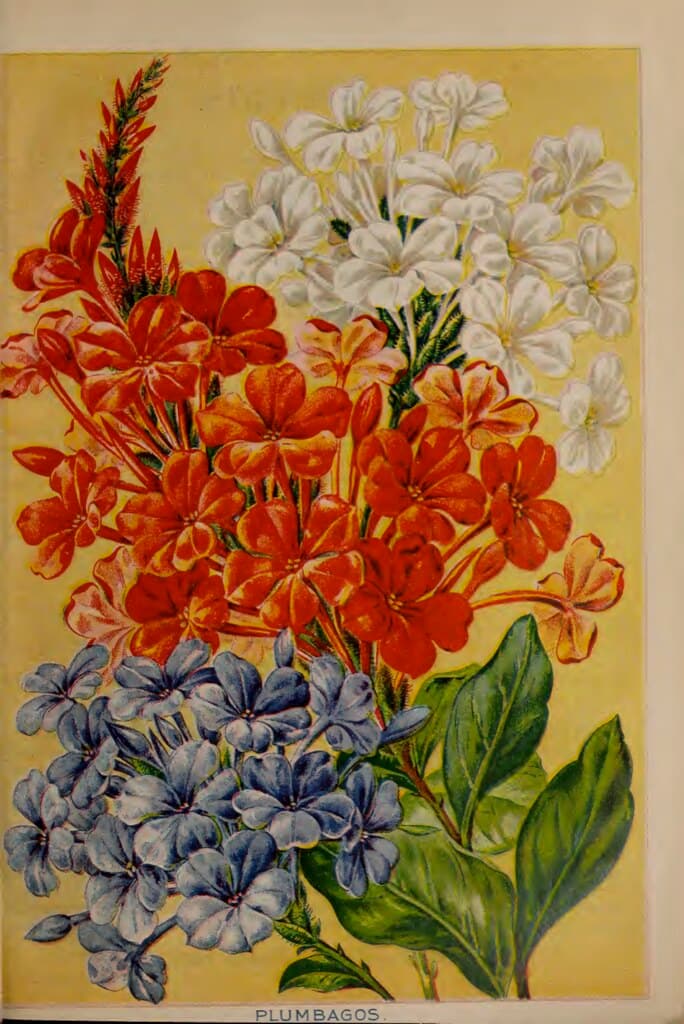 Plumbago, blue and white. John Lewis Childs seed catalog (1898).