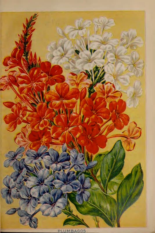Plumbago, blue and white. John Lewis Childs seed catalog (1898).