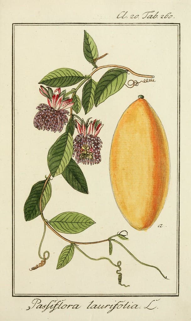 Botanical, botany, domain