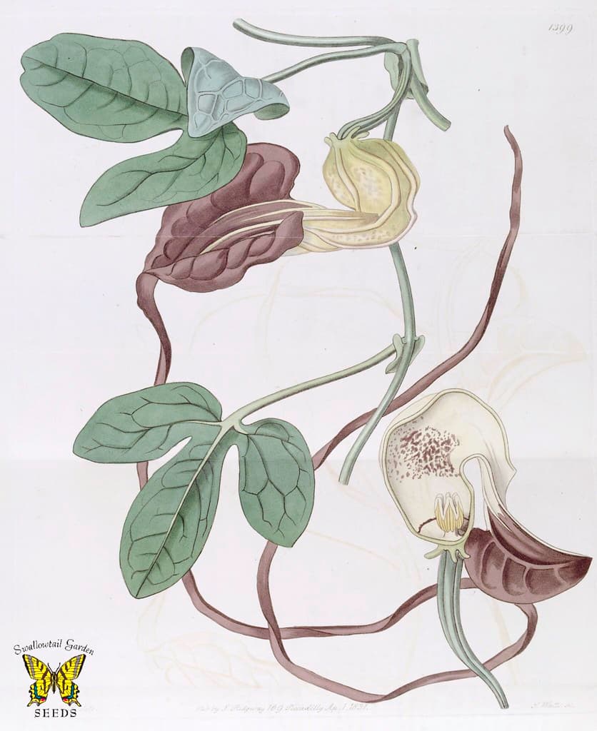 Aristolachia, aristolachiamacroura, botanical
