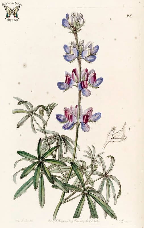 Thcentury, bluelupine, botanical