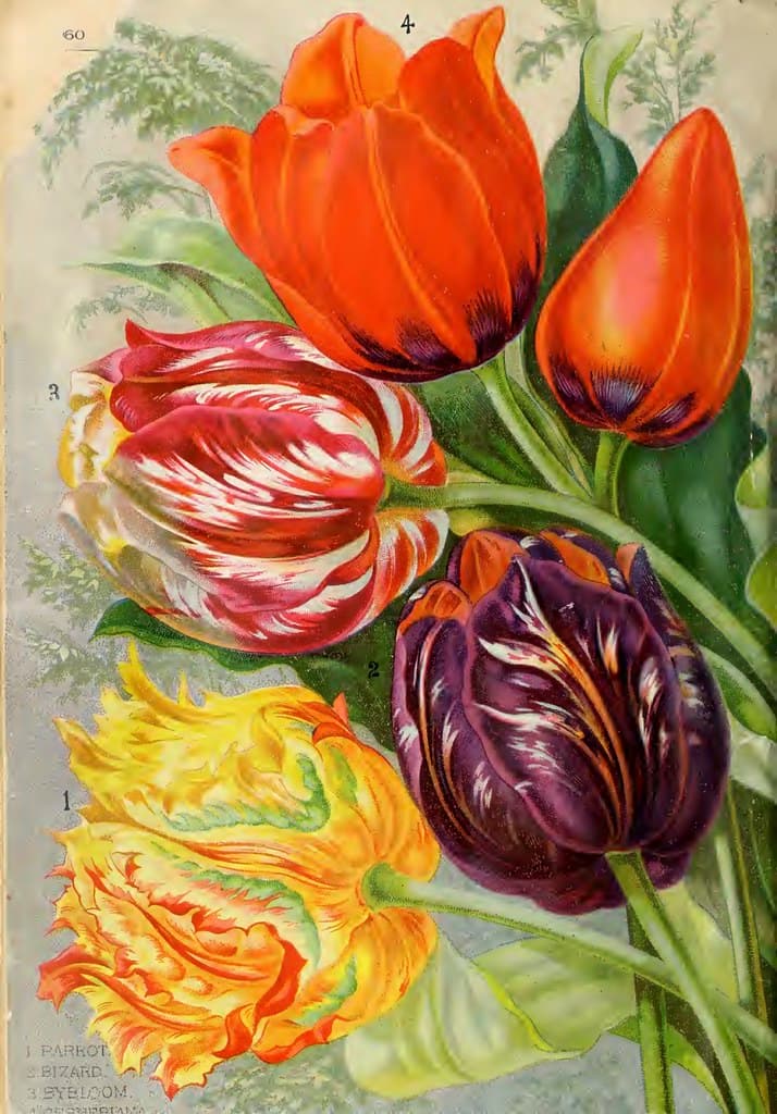 Tulips. John Lewis Childs, Inc. (1892)