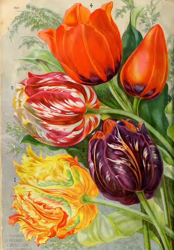Tulips. John Lewis Childs, Inc. (1892)