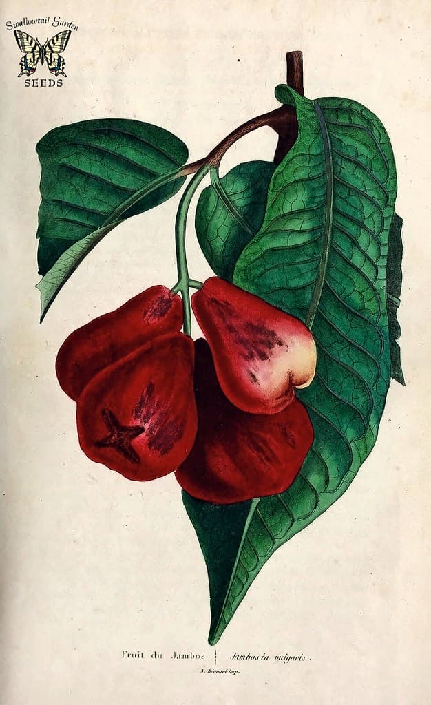 Thcentury, botanical, botany