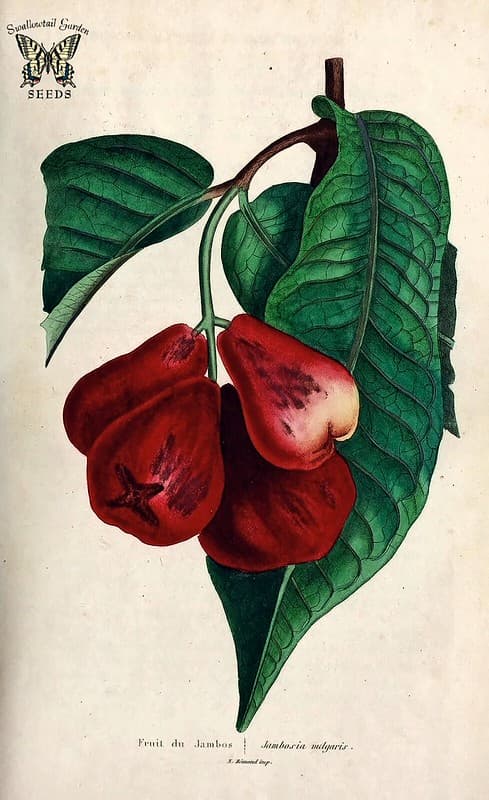 Thcentury, botanical, botany