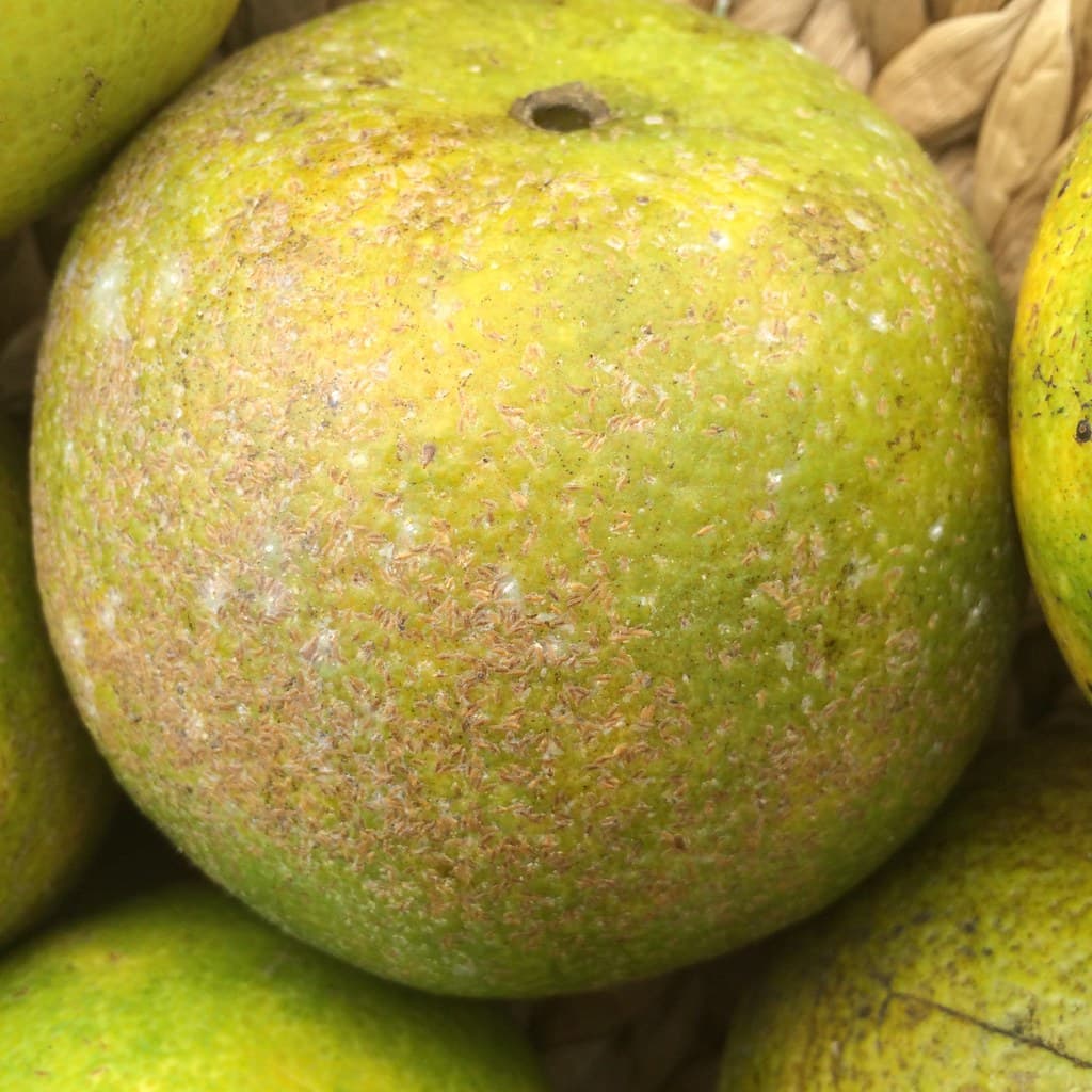 Scale insects on locally grown citrus fruit