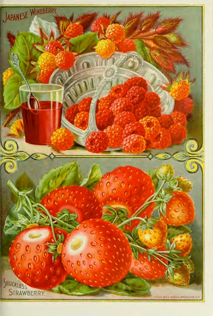 Japanese wineberry and strawberries. John Lewis Childs 1895