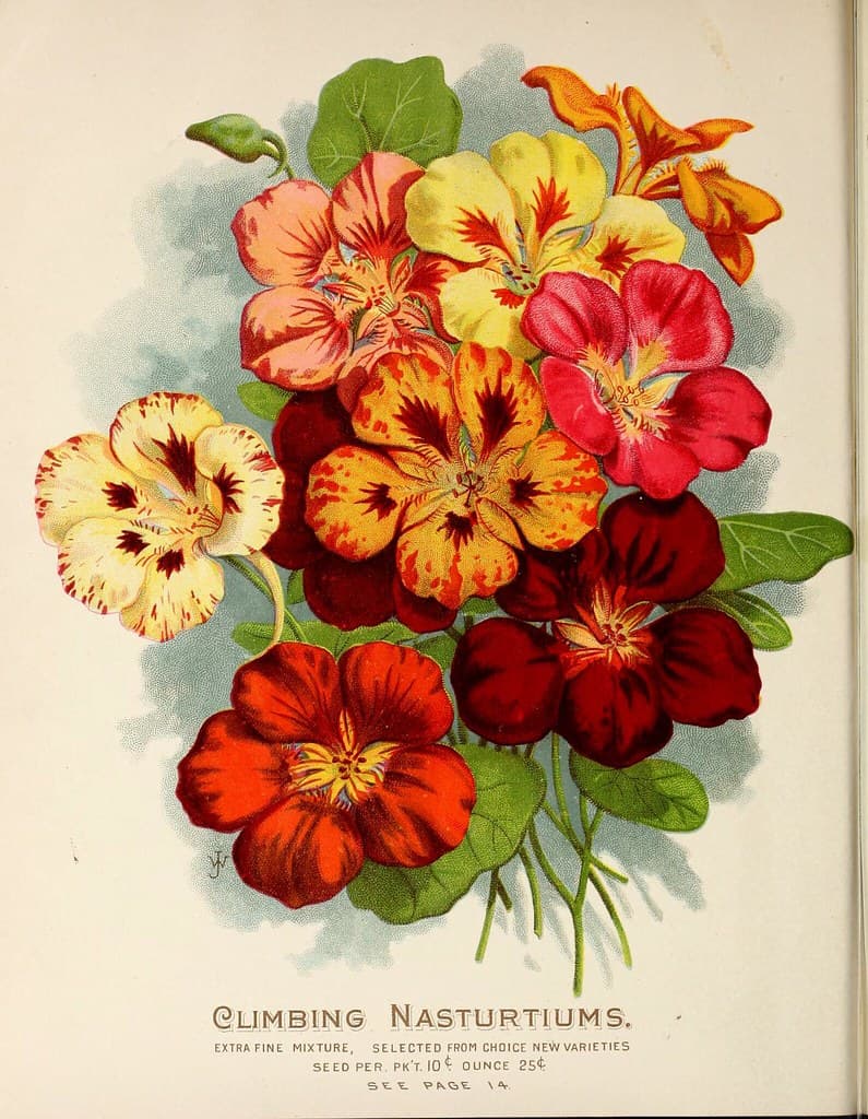 Nasturtium, climbing. Vick's Garden and Floral Guide (1898)