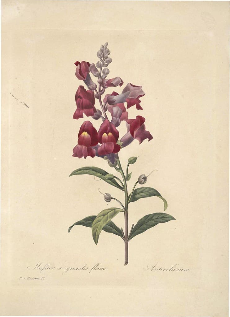 Botanical, botany, choix