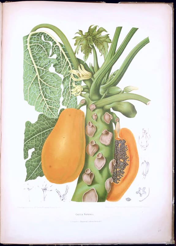 Thcentury, botanical, botany