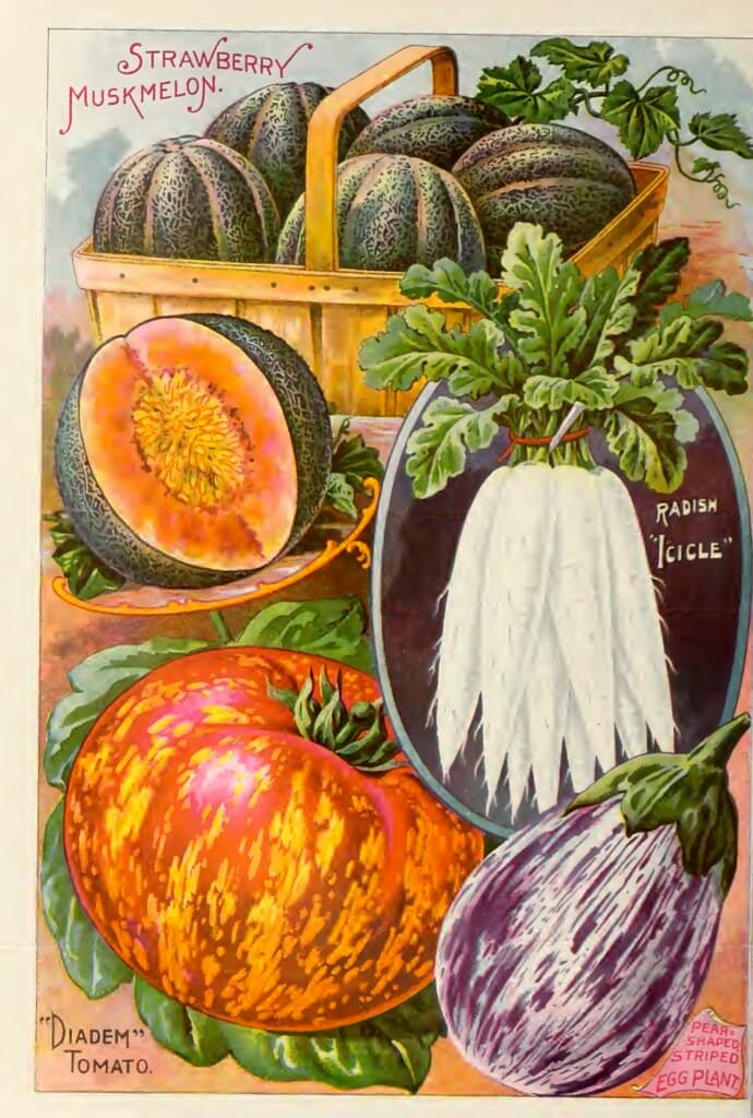 Tomato, eggplant, radish, melon. John Lewis Childs (1900)
