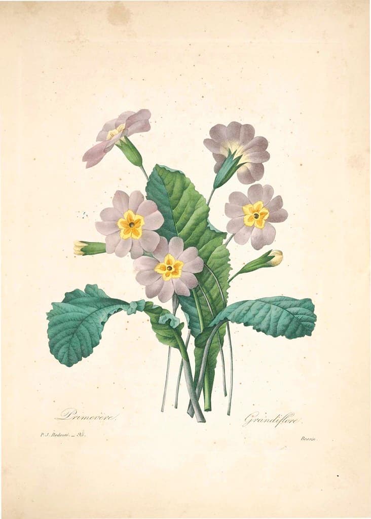 Botanical, botany, illustration
