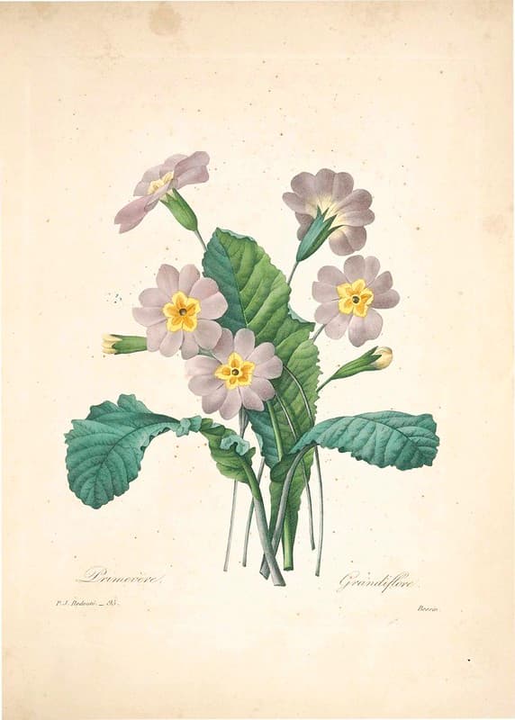 Botanical, botany, illustration