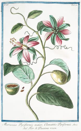 Thcentury, annual, botanical