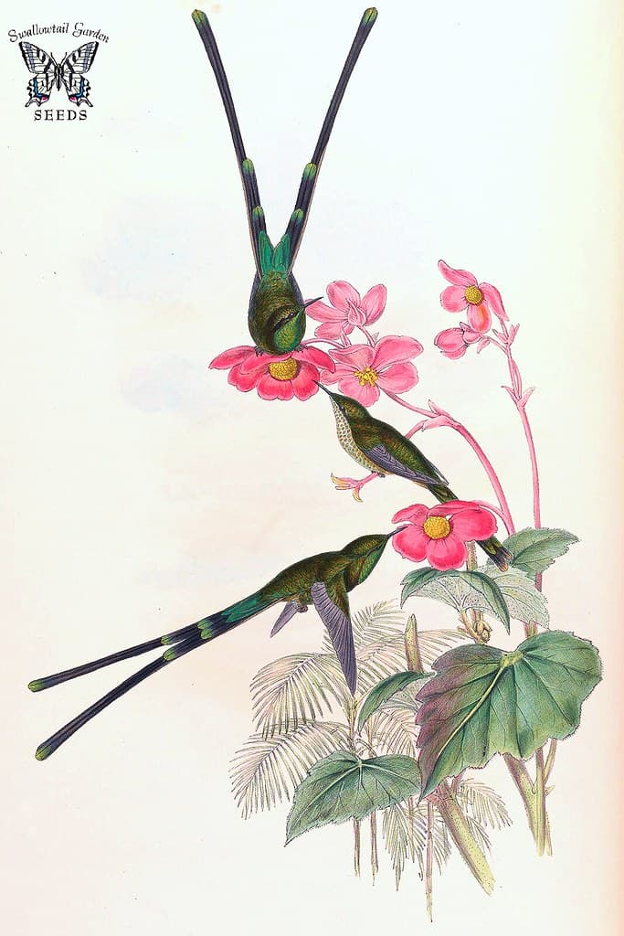 Thcentury, attractshummingbirds, botanical