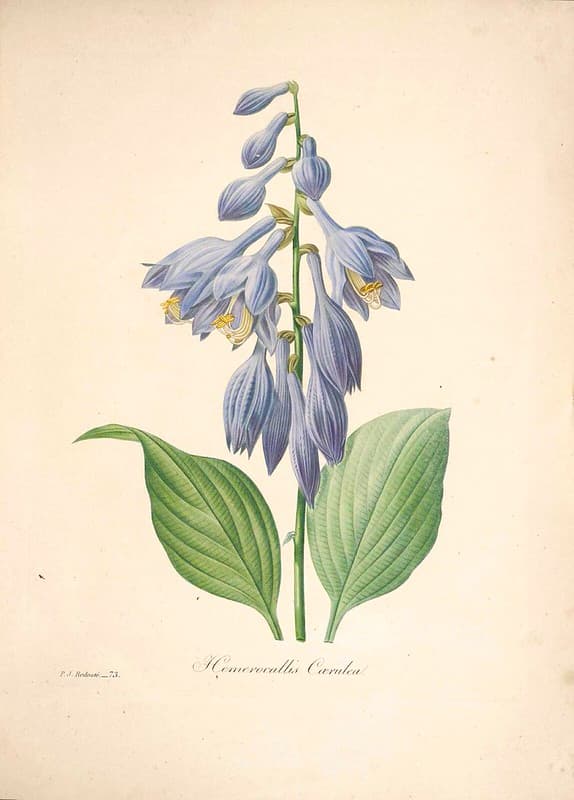 Blueflowers, botanical, botany