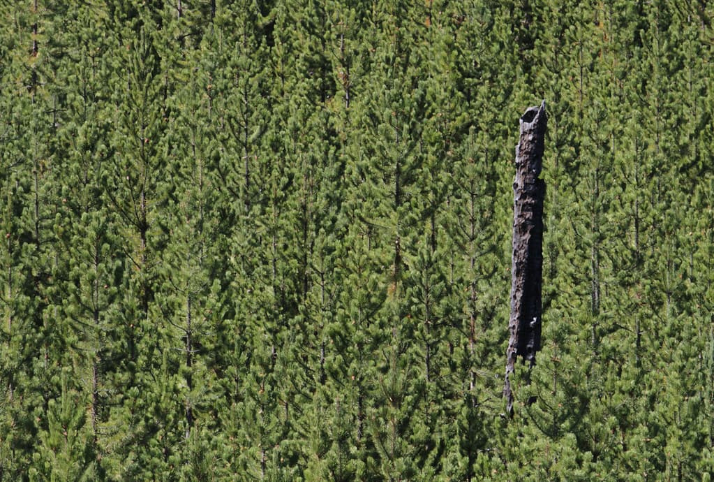 Lodgepole pine forest