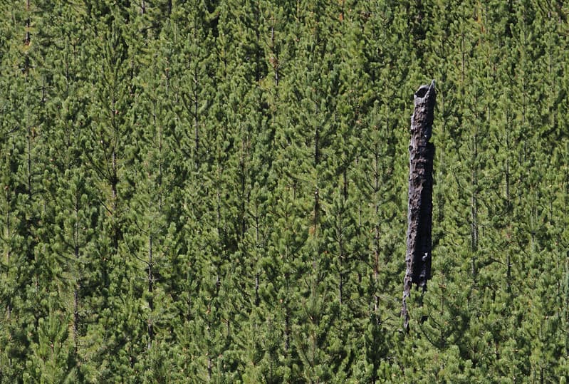 Lodgepole pine forest