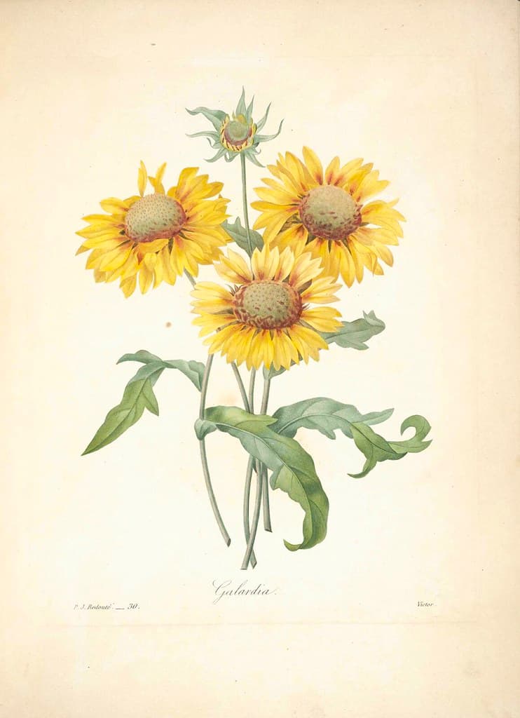 Blanketflower, botanical, botany