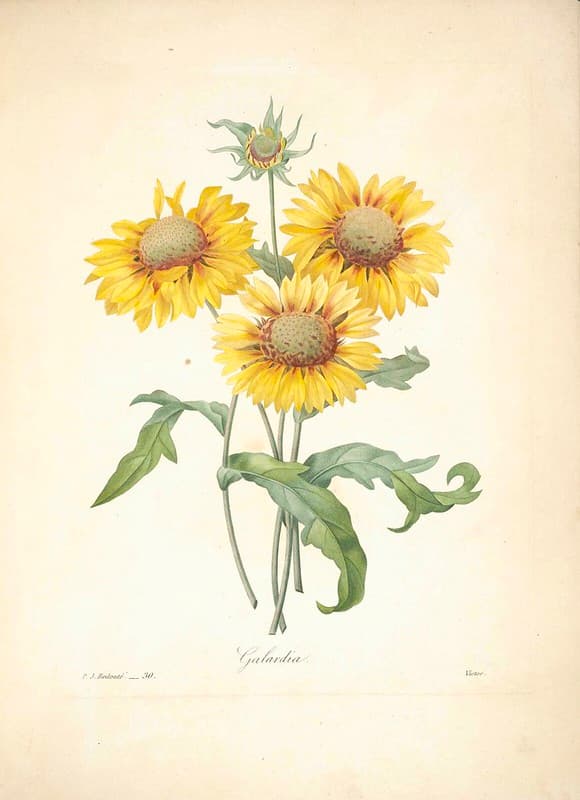 Blanketflower, botanical, botany