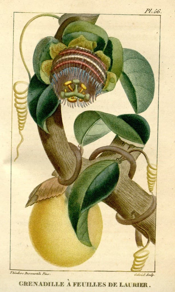 Botanical, botany, domain