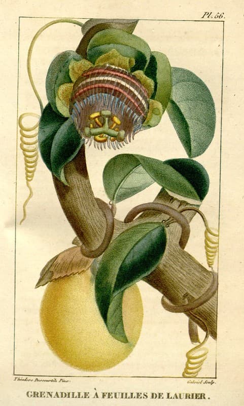 Botanical, botany, domain