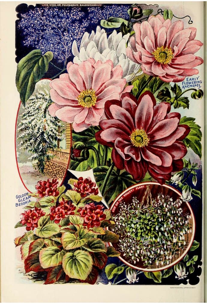 Japanese anemones. John Louis Childs (1902)