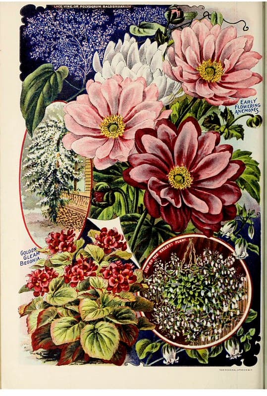 Japanese anemones. John Louis Childs (1902)
