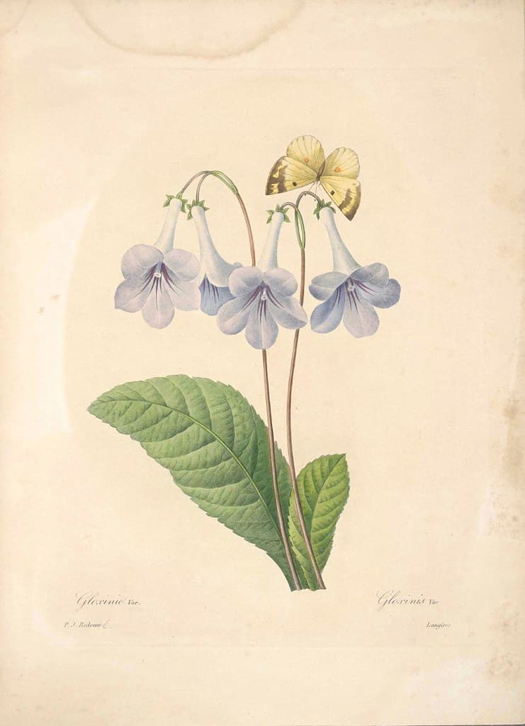 Botanical, botany, flowers