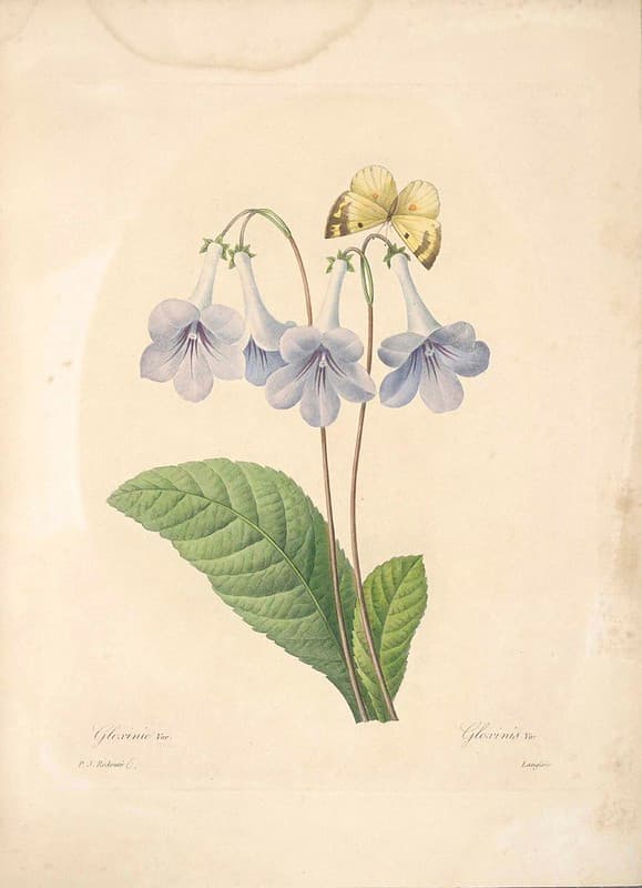 Botanical, botany, flowers