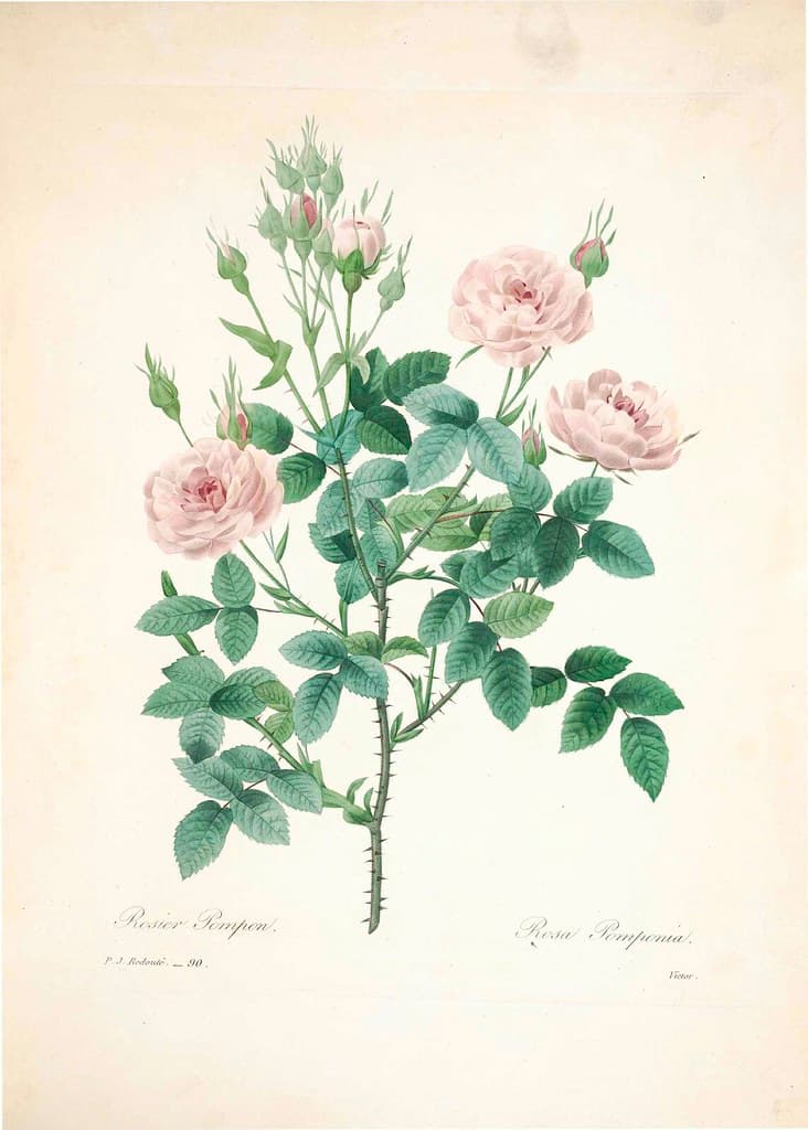 Botanical, botany, choix