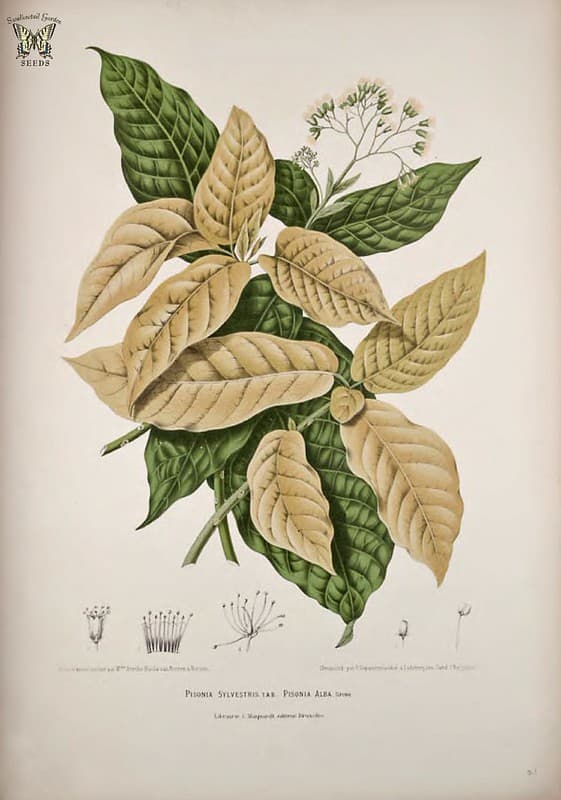 Thcentury, botanical, botany