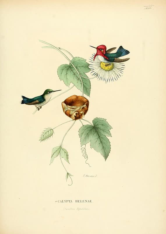 Botanical, botany, domain