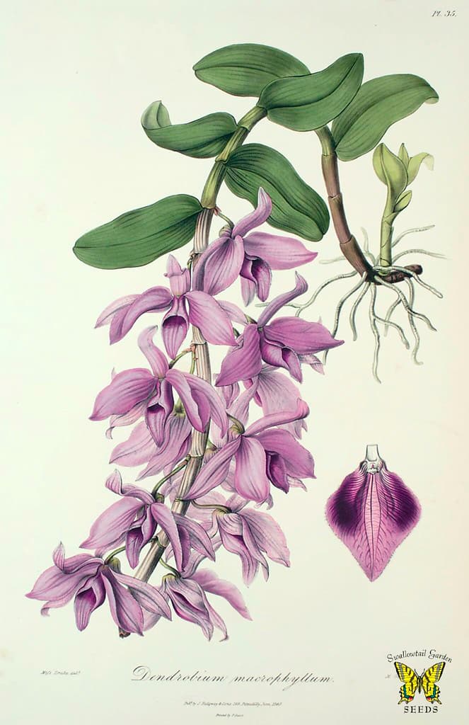 Botanical, botany, century