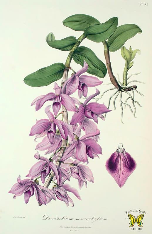Botanical, botany, century
