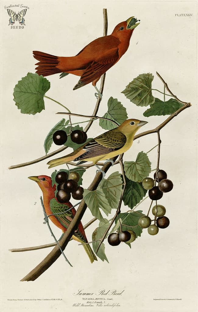 Audubon, birds, birdsofamerica