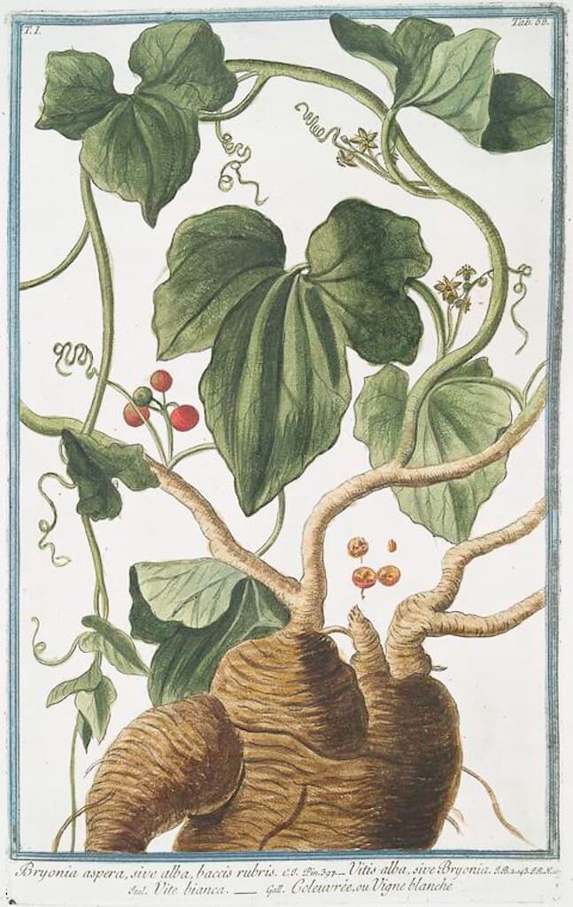 Thcentury, attribution, botanical