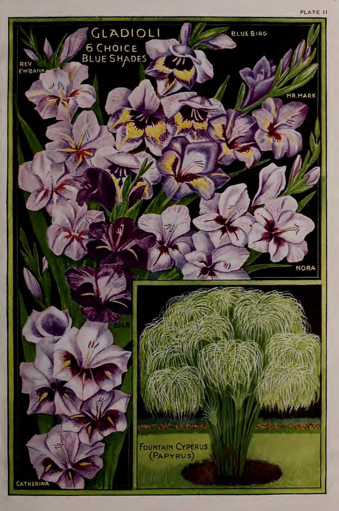 Gladiolus, and papyrus. John Lewis Childs, Inc. (1922)