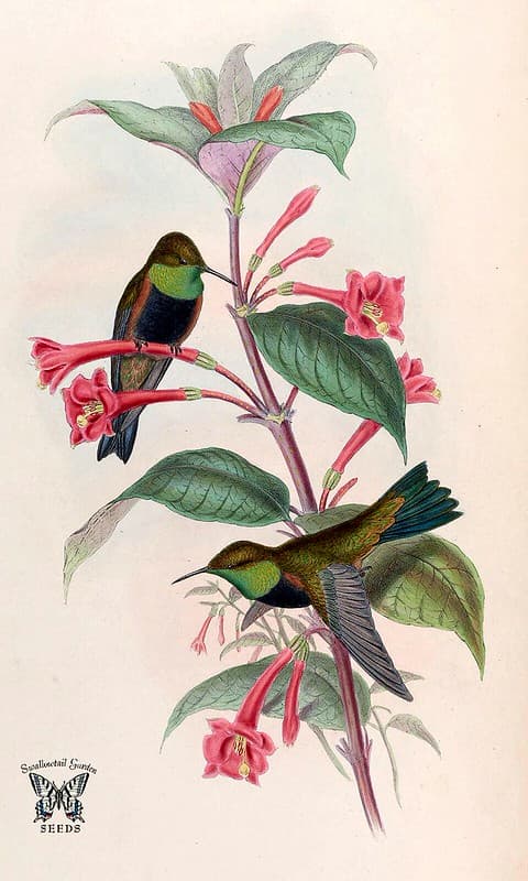 Thcentury, attractshummingbirds, botanical