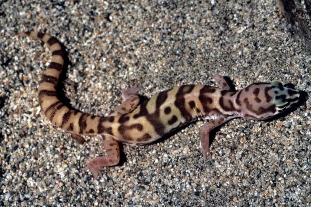 Desert Banded Gecko (Coleonyx variegatus variegatus)