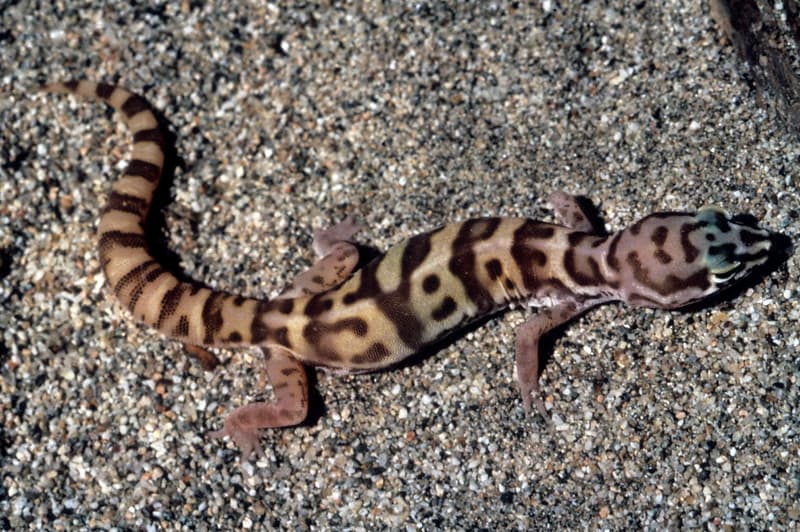 Desert Banded Gecko (Coleonyx variegatus variegatus)
