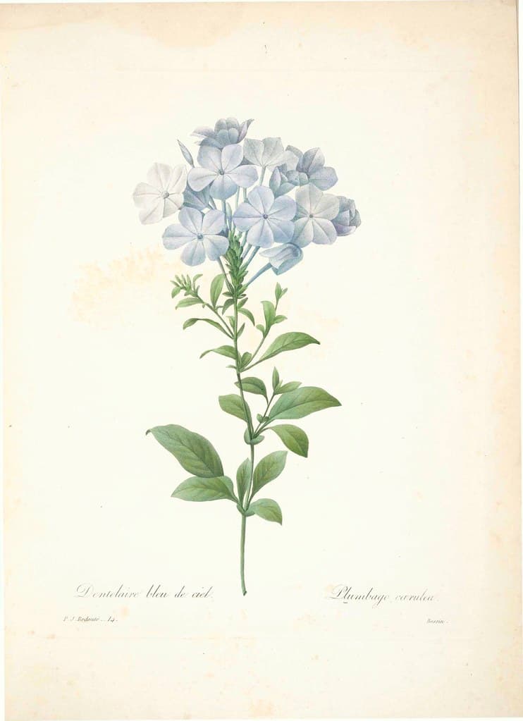 Botanical, botany, flowers