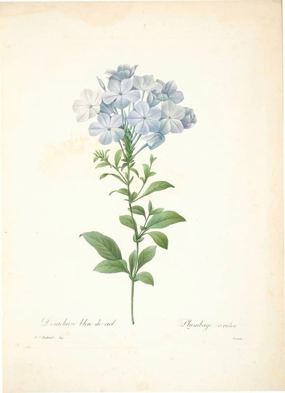 Botanical, botany, flowers