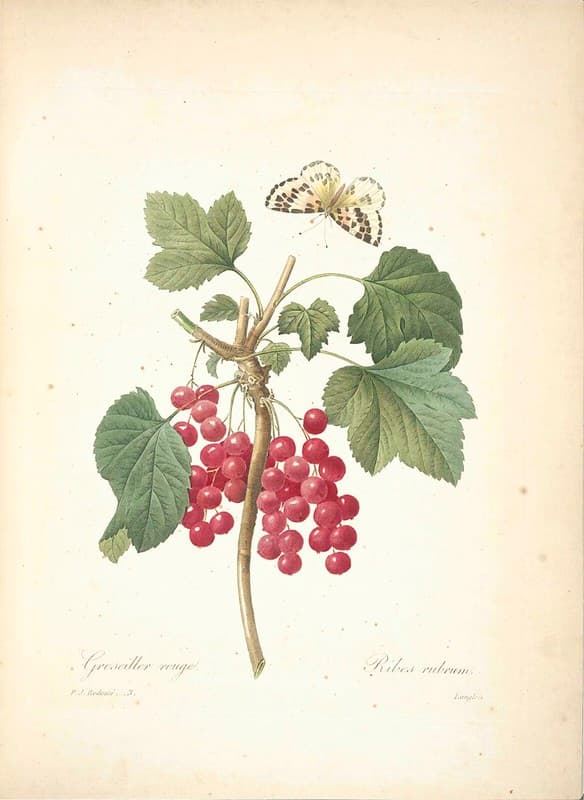 Berries, botanical, botany