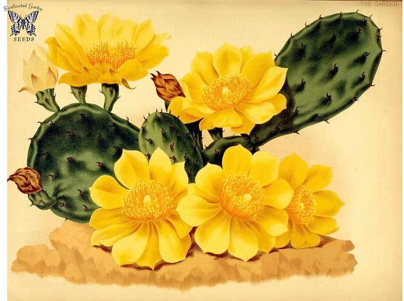 Botanical, botany, botanyillustration